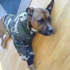 Blanding af racer Shorty