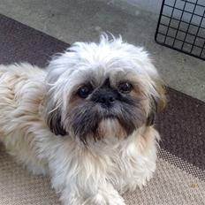 Shih tzu emmma 