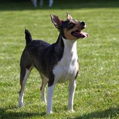 Dansk svensk gaardhund fenja