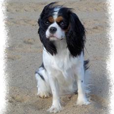 Cavalier king charles spaniel Mitzi