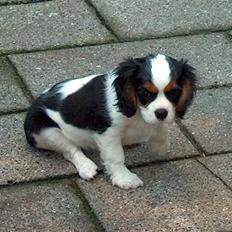 Cavalier king charles spaniel Mitzi