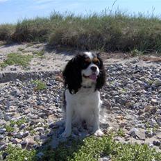 Cavalier king charles spaniel Mitzi