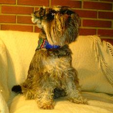 Dvaergschnauzer Muffe