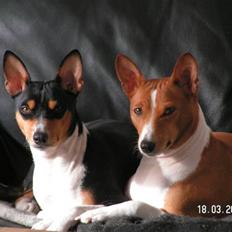 Basenji Fanta