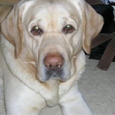 Labrador retriever Rex