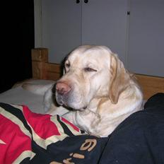 Labrador retriever Rex