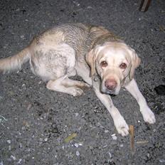 Labrador retriever Rex