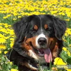 Berner sennenhund Chili