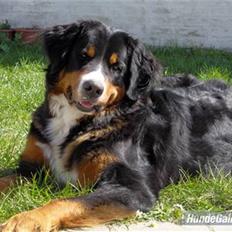 Berner sennenhund Chili