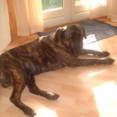 Blanding af racer Balder