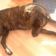 Blanding af racer Balder