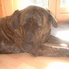 Blanding af racer Balder