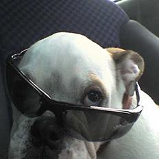 Engelsk bulldog batman