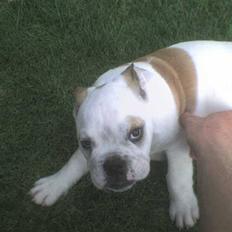 Engelsk bulldog batman