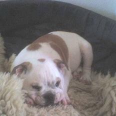 Engelsk bulldog batman