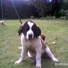Sankt bernhardshund nika