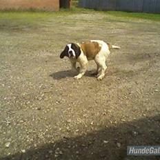 Sankt bernhardshund nika