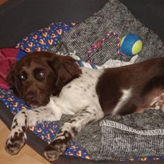 Kleiner münsterländer Bobbie