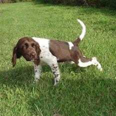 Kleiner münsterländer Bobbie