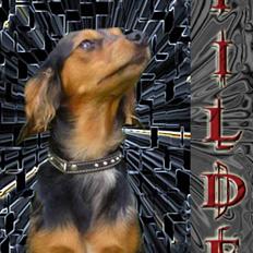 Blanding af racer Tilde