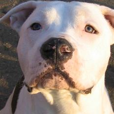 Amerikansk staffordshire terrier Mickey *My Baby**RIP*