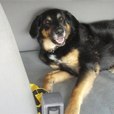 Blanding af racer valde