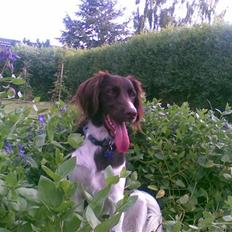 Kleiner münsterländer Simba