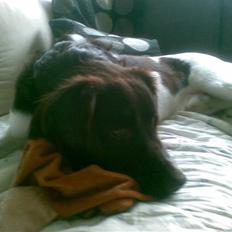 Kleiner münsterländer Simba