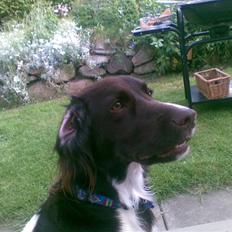 Kleiner münsterländer Simba