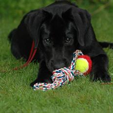 Labrador retriever Molly