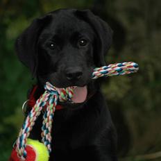 Labrador retriever Molly
