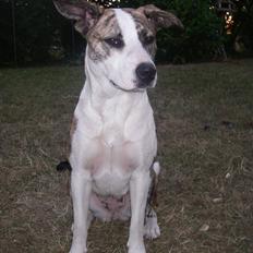 Blanding af racer amstaff/mutte Mille*