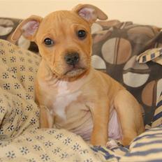 Amerikansk staffordshire terrier Frigg