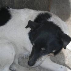 Dansk svensk gaardhund sille død  (Savn)R.I.P 