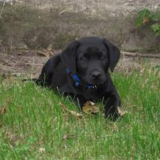 Labrador retriever Basse