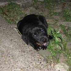 Labrador retriever Basse