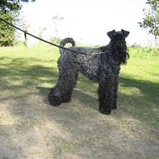 Kerry blue terrier Honour Bright Autum Leave