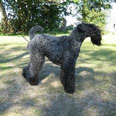 Kerry blue terrier Honour Bright Autum Leave