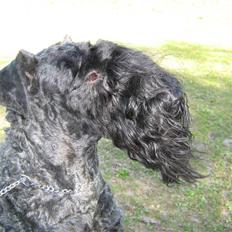 Kerry blue terrier Honour Bright Autum Leave