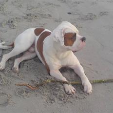 Amerikansk bulldog Alonzo