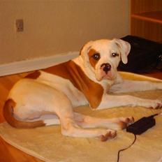 Amerikansk bulldog Alonzo