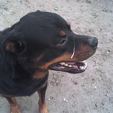 Rottweiler marcus