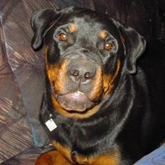 Rottweiler fie