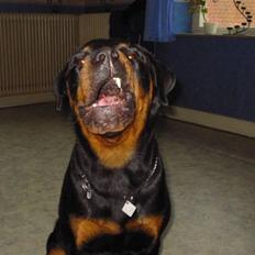 Rottweiler fie