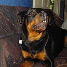 Rottweiler fie