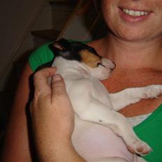 Jack russell terrier Karla