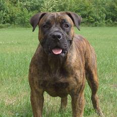 Boerboel BOELSPLAAS AGNES