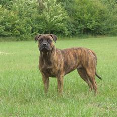 Boerboel BOELSPLAAS AGNES