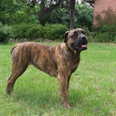 Boerboel BOELSPLAAS AGNES