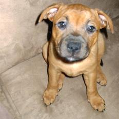 Staffordshire bull terrier -Betty Kaldt Coco